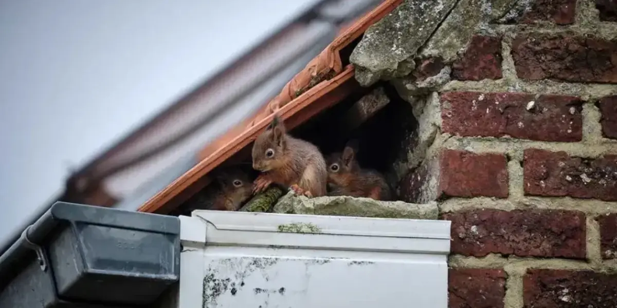 Squirrels nesting under roof tiles near a gutter, highlighting the importance of regular roof maintenance