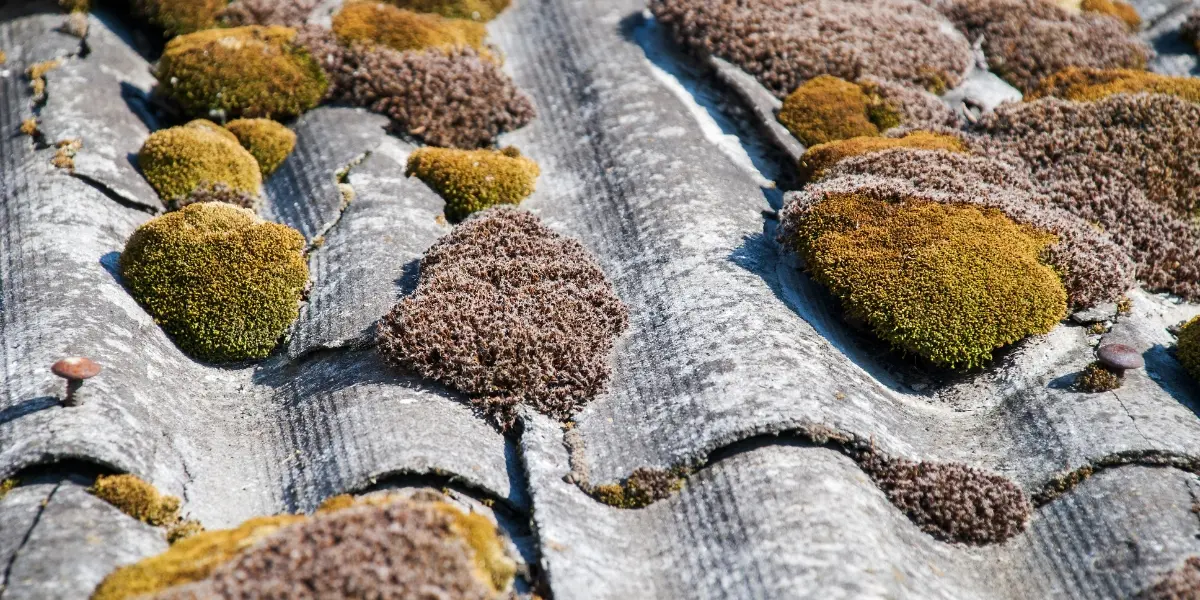 Roof tiles covered with moss and organic growth, highlighting the need for roof cleaning and protective roof painting in Sydney